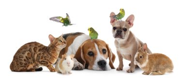 Beyaz arka planda bir grup sevimli hayvan. Papağanlar, köpekler, kedi, tavşan ve kobay