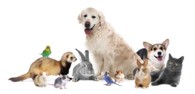 Beyaz arka planda sevimli hayvanlar. Papağanlar, köpekler, kedi, tavşan, tavşan, gelincik, fare, hamster ve kobay