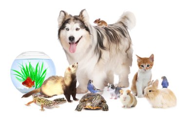 Beyaz arka planda sevimli hayvanlar. Papağanlar, köpekler, kediler ve diğer hayvanlar