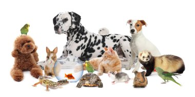 Beyaz arka planda sevimli hayvanlar. Papağanlar, köpekler, kediler ve diğer hayvanlar