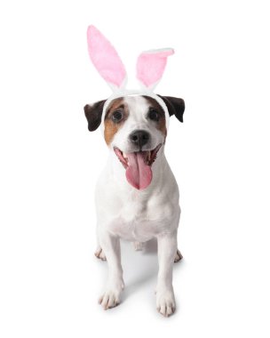 Beyaz arka planda Paskalya tavşanı kulaklıklı köpek.