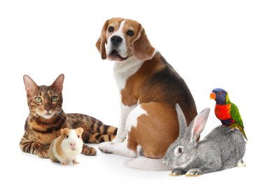 Beyaz arka planda bir grup sevimli hayvan. Papağan, köpek, kedi, tavşan ve kobay.