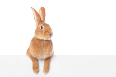 Beyaz tüylü şirin Paskalya tavşanı.