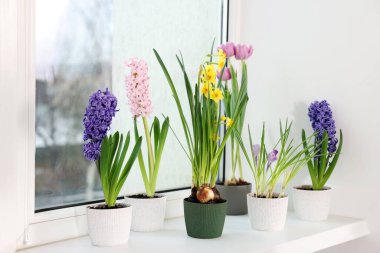 Pencere kenarındaki saksılarda bir sürü güzel bahar çiçeği