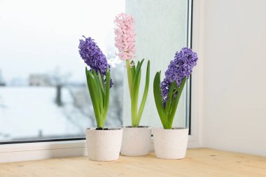 Pencere kenarındaki saksılarda bir sürü güzel sümbül çiçeği var.