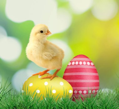 Paskalya yumurtaları ve yeşil çimlerde tatlı tüylü piliç.