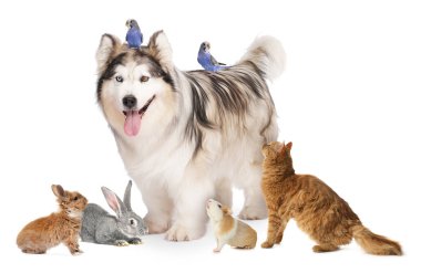 Beyaz arka planda bir grup sevimli hayvan. Papağanlar, köpek, kedi, tavşan, tavşan ve kobay