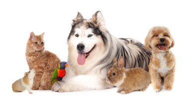 Beyaz arka planda sevimli hayvanlar. Papağan, köpek, kedi, tavşan ve kobay