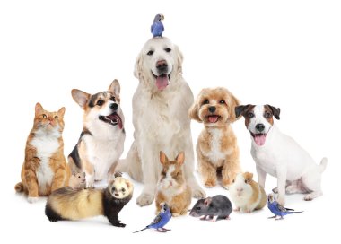 Beyaz arka planda sevimli hayvanlar. Papağanlar, köpekler, kedi, tavşan, gelincik, fare, hamster ve kobay