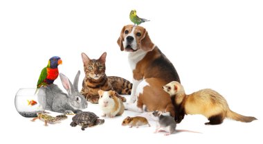Beyaz arka planda sevimli hayvanlar. Papağanlar, köpekler, kediler ve diğer hayvanlar