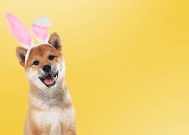 Tatlı Paskalya tavşanı. Sarı arka planda tavşan kulaklı bir köpek.