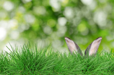 Paskalya tavşanı parlak yeşil çimlerde saklanıyor bulanık arka planda, bokeh etkisi