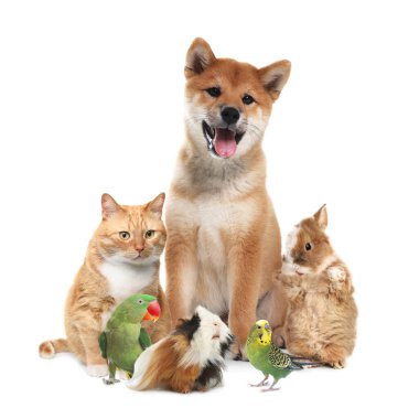 Beyaz arka planda bir grup sevimli hayvan. Papağanlar, köpekler, kediler, tavşanlar ve kobaylar