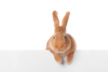 Beyaz tüylü şirin Paskalya tavşanı.