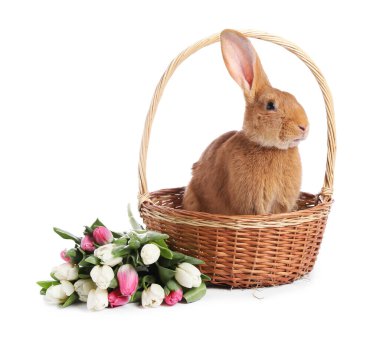 Paskalya sepetinde sevimli tüylü tavşan ve beyaz üzerinde izole edilmiş çiçek buketi