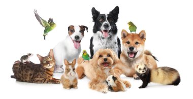 Beyaz arka planda sevimli hayvanlar. Papağanlar, köpekler, kedi, tavşan, gelincik, fare ve kobay