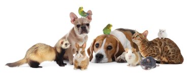 Beyaz arka planda bir grup sevimli hayvan. Papağanlar, köpekler, kedi, tavşan, gelincik, fare, hamster ve kobay