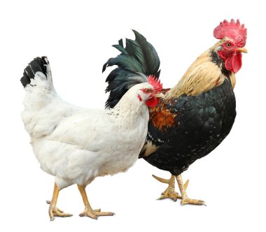 Beyaz arka planda horoz ve tavuk. Evcil kuş.