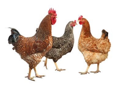 Beyaz arka planda horoz ve tavuklar. Evcil kuş.