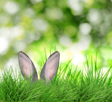 Paskalya tavşanı parlak yeşil çimlerde saklanıyor bulanık arka planda, bokeh etkisi