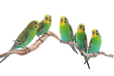 Budgerigar papağanları beyaz arka planda bir dalda oturuyorlar. Tüylü hayvan