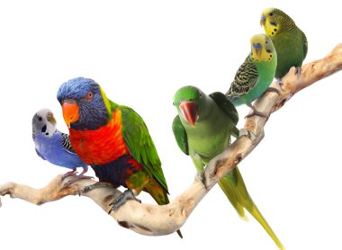 Farklı papağanlar beyaz arka planda bir dalda oturuyorlar. Tüylü hayvan