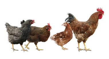 Beyaz arka planda horoz ve tavuklar. Evcil kuş.