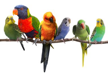 Farklı papağanlar beyaz arka planda bir dalda oturuyorlar. Tüylü hayvan