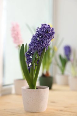 Pencere kenarındaki saksılarda bir sürü güzel bahar çiçeği, seçici bir odak.