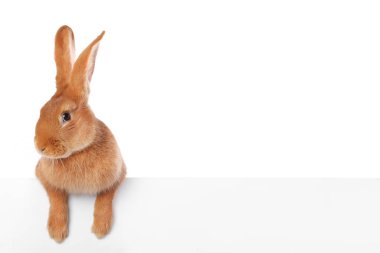 Beyaz tüylü şirin Paskalya tavşanı.