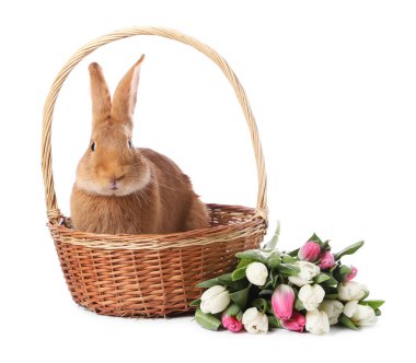 Paskalya sepetinde sevimli tüylü tavşan ve beyaz üzerinde izole edilmiş çiçek buketi