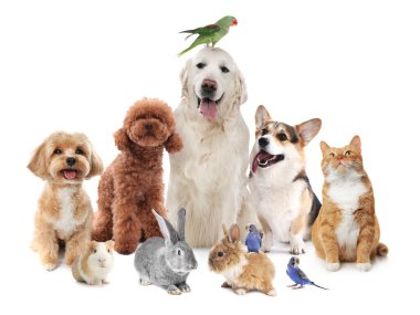 Beyaz arka planda bir grup sevimli hayvan. Papağanlar, köpekler, kedi, tavşan, tavşan ve kobay