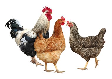 Beyaz arka planda horoz ve tavuklar. Evcil kuş.