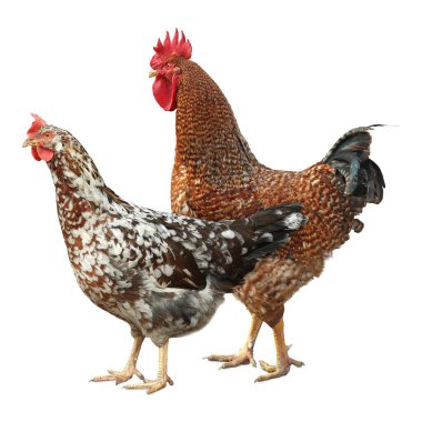 Beyaz arka planda horoz ve tavuk. Evcil kuş.
