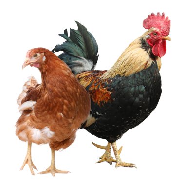 Beyaz arka planda horoz ve tavuk. Evcil kuş.