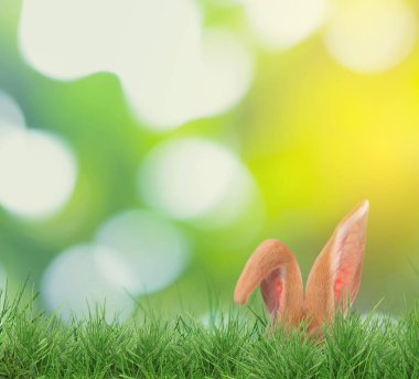 Paskalya tavşanı parlak yeşil çimlerde saklanıyor bulanık arka planda, bokeh etkisi