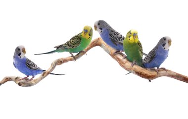 Budgerigar papağanları beyaz arka planda bir dalda oturuyorlar. Tüylü hayvan
