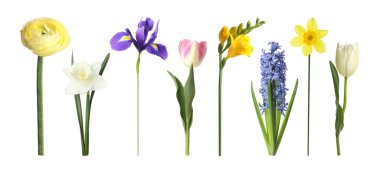 Güzel çiçek açan çiçekler beyazda izole edilmiş, set. Bahar mevsimi