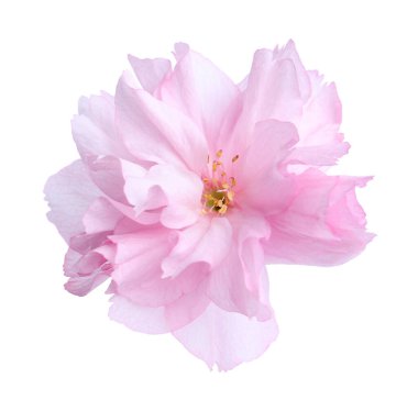 Güzel sakura çiçeği beyazın üzerinde soyutlanmış. Bahar mevsimi