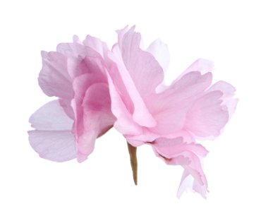 Güzel sakura çiçeği beyazın üzerinde soyutlanmış. Bahar mevsimi