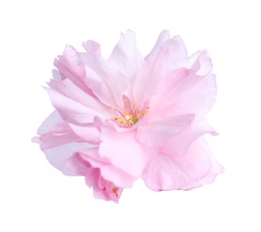 Güzel sakura çiçeği beyazın üzerinde soyutlanmış. Japon kirazı