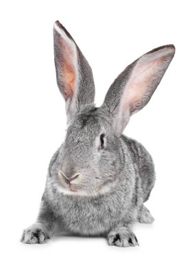 Beyaz tüylü şirin Paskalya tavşanı.