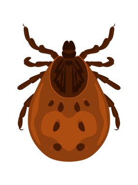 Beyaz arka planda bir kene. Böcek tasviri