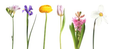 Güzel, berrak bahar çiçekleri beyazlar üzerinde izole.