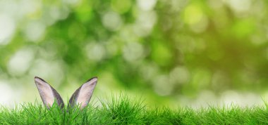 Paskalya tavşanı parlak yeşil çimlerde saklanıyor bulanık arka planda, bokeh etkisi