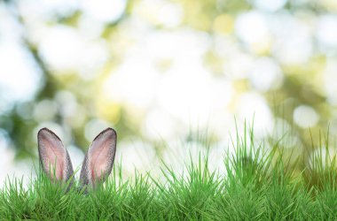Paskalya tavşanı parlak yeşil çimlerde saklanıyor bulanık arka planda, bokeh etkisi