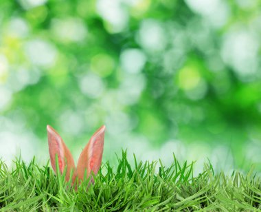 Paskalya tavşanı parlak yeşil çimlerde saklanıyor bulanık arka planda, bokeh etkisi