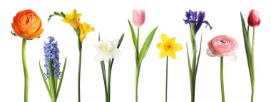 Güzel çiçek açan çiçekler beyazda izole edilmiş, set. Bahar mevsimi