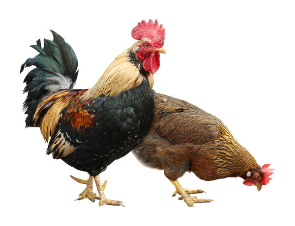 Rooster and hen on white background. Domesticated bird