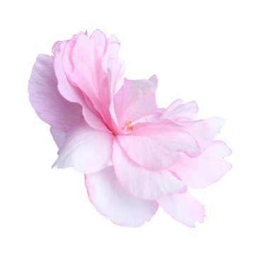 Güzel sakura çiçeği beyazın üzerinde soyutlanmış. Japon kirazı